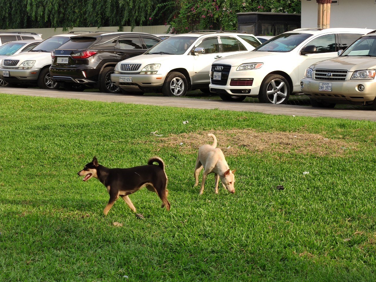 Two dogs on the grass