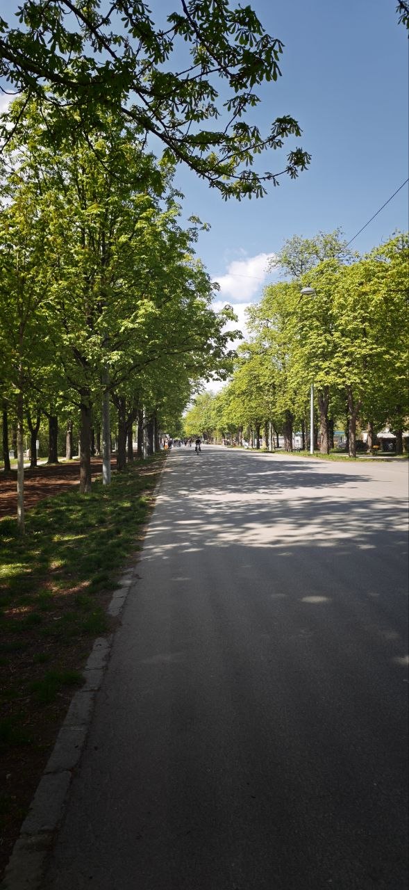 Prater Park tree-lined avenue