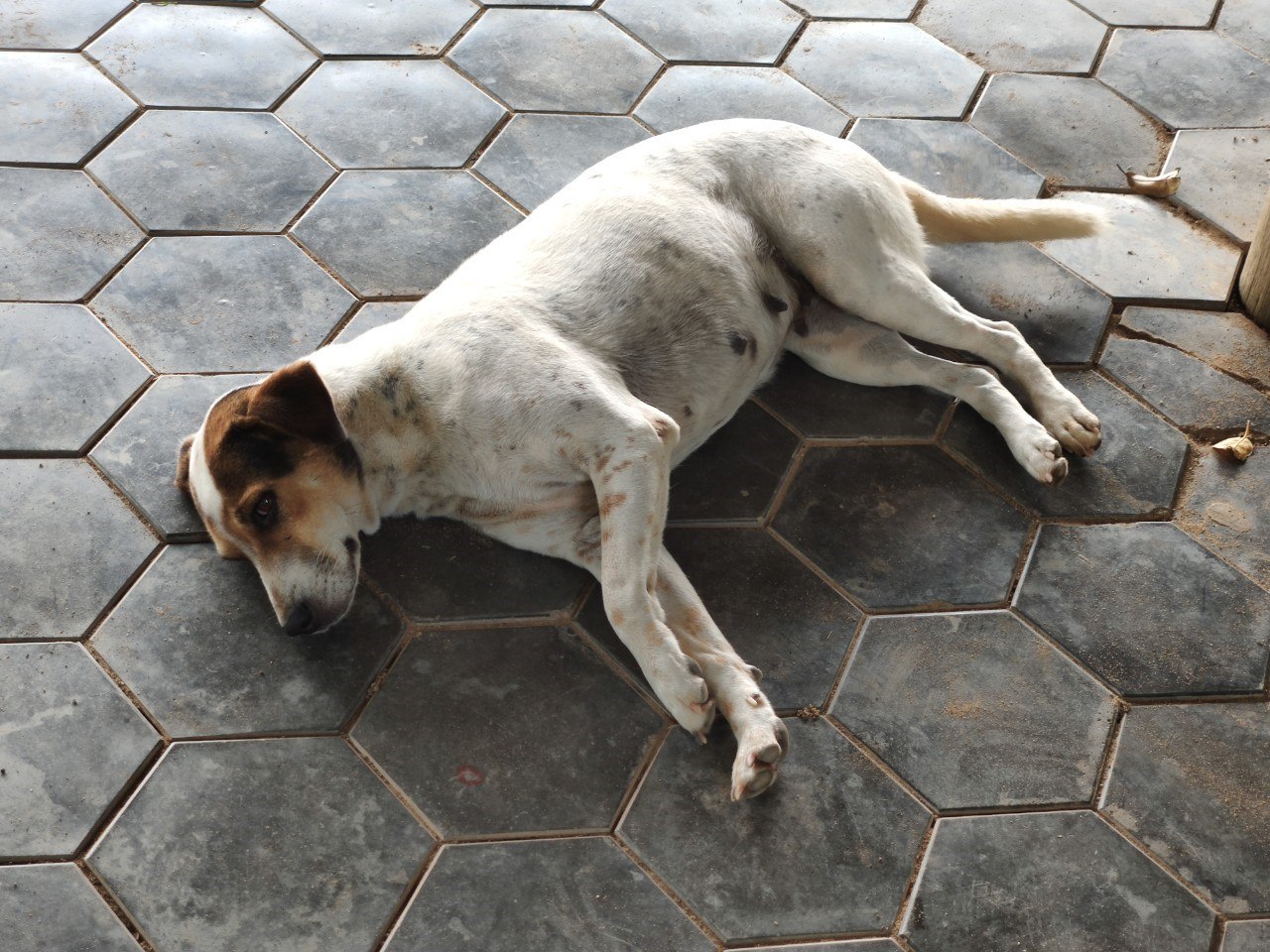 通りで眠る犬