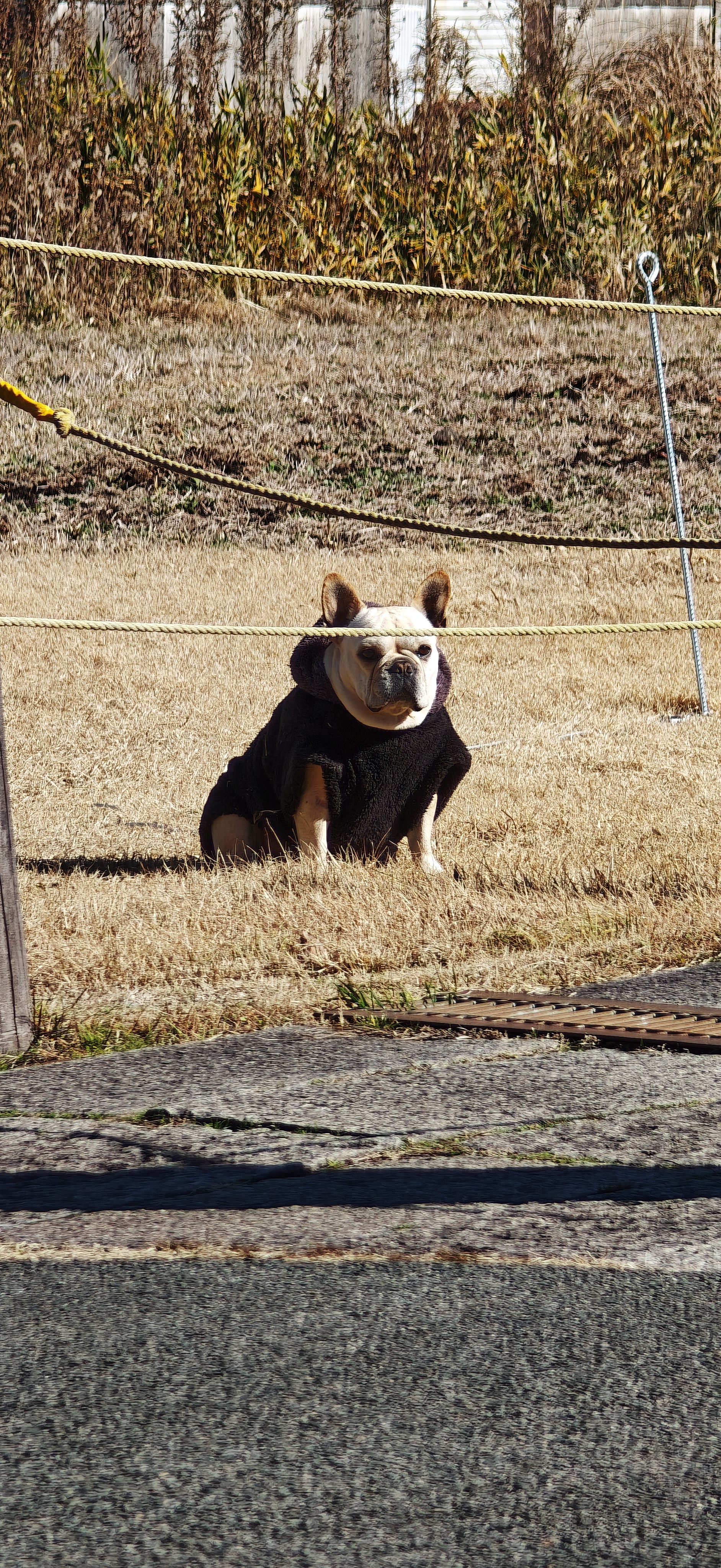 鬥牛犬