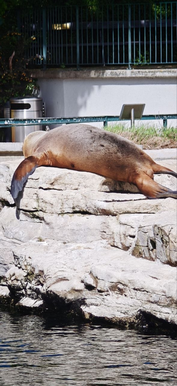 海獅曬太陽