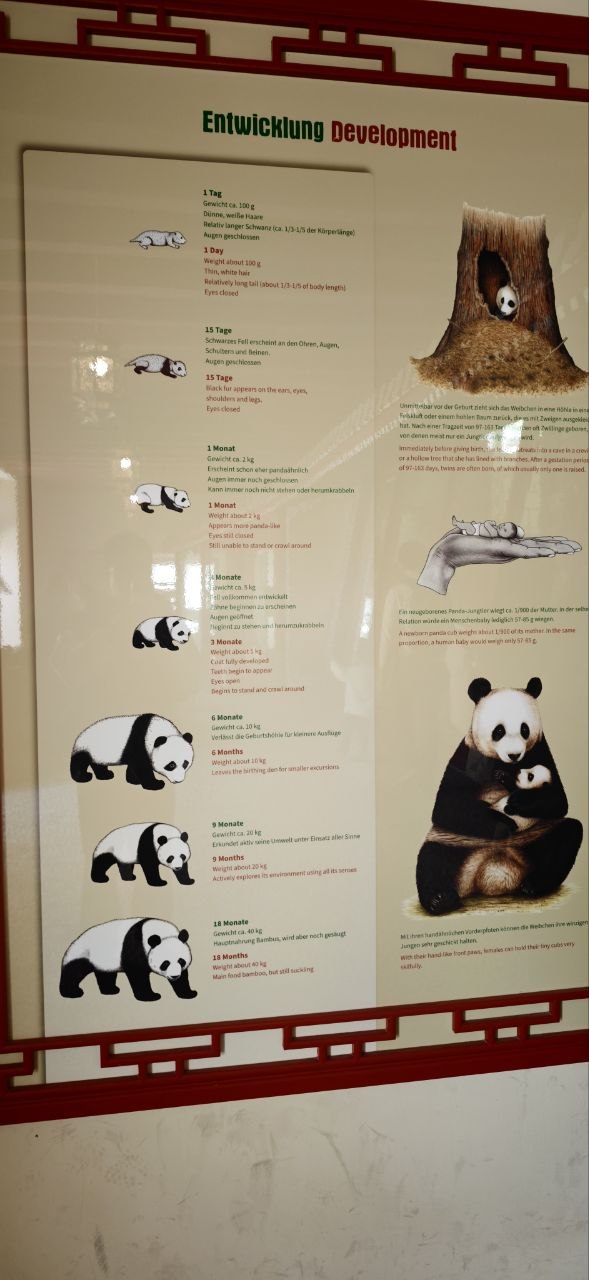 大貓熊成長圖
